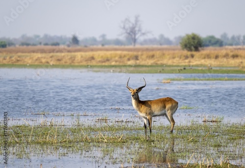 Letschwe or litchi bog antelope (Kobus leche), adult male, in the river, Okavango Delta, Moremi Game Reserve, Botswana