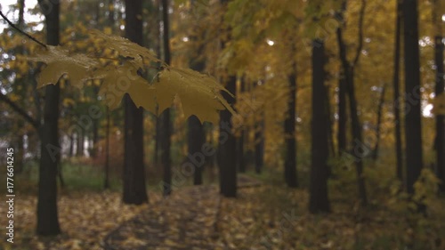 Wallpaper Mural Beautiful yellow and red trees in autumn park, it is rainy cloudy day Torontodigital.ca