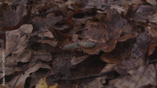 Wallpaper Mural Close up shot of slug in the fallen oak tree leaves in autumn Torontodigital.ca