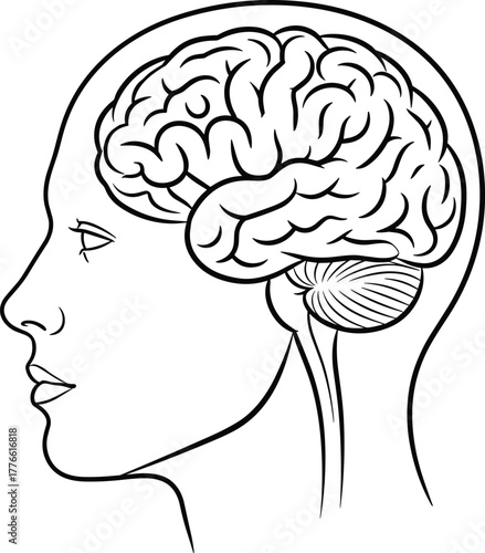 Human Brain Anatomy Vector Sketch Illustration Neurology Science Design Medical Head Intelligence Mind Symbol Profile Icon