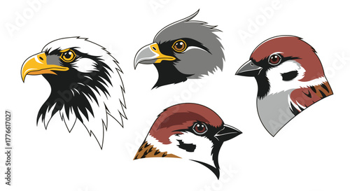 Vector illustration featuring a majestic bald eagle, a swift falcon, and two charming sparrows, showcasing different bird head profiles.