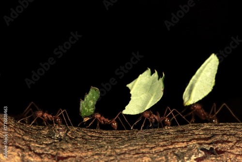 Leaf-cutter ant (Atta sexdens), group, carries leaf, transport, leaf, Central America, South America