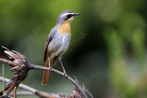 Cossypha caffra, adult, on guard, Protea, Kirstenbosch Botanical Gardens, Cape Town, South Africa