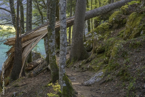 Tree felled by a storm at Lago Fusine, Tarvisio, province of Udine, Italy