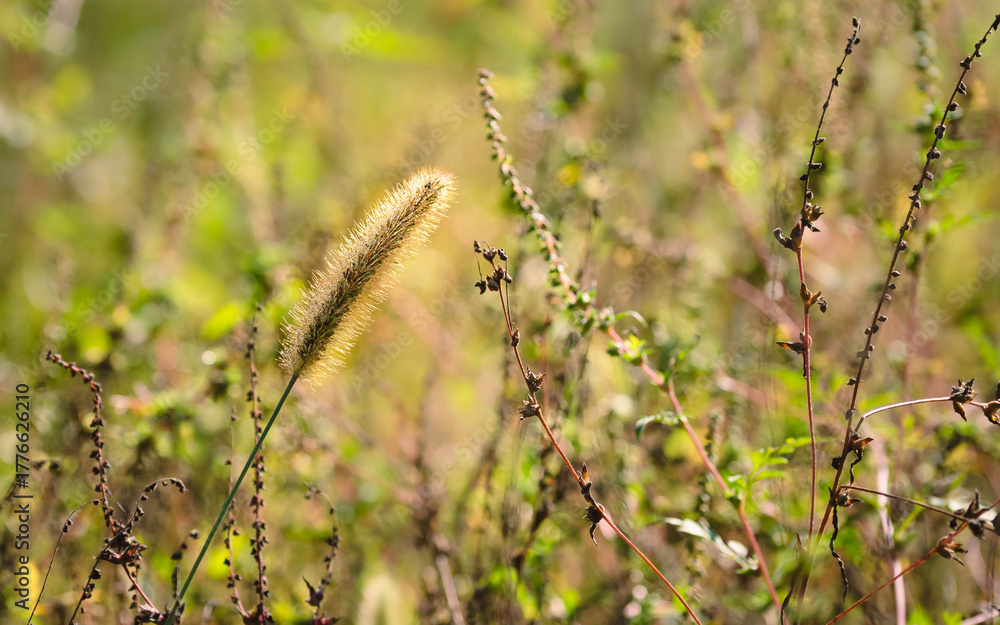 Fototapeta premium Autumn meadow