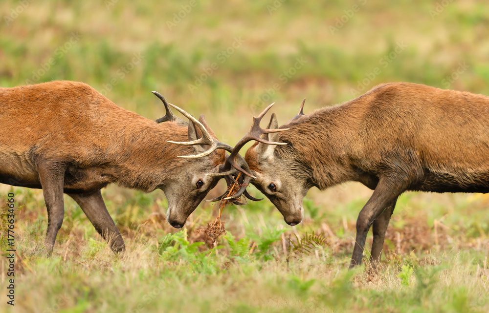 Obraz premium Two young red deer stags locking antlers in a fight during the rutting season in autumn