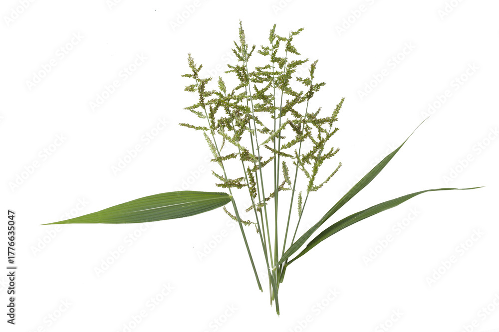 Obraz premium Wild grass with small green flowers isolated on transparent