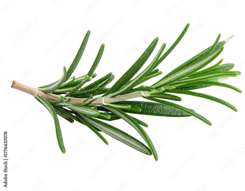 Fototapeta premium Close-up of a sprig of fresh rosemary. Vivid green leaves, woody stem, against black background