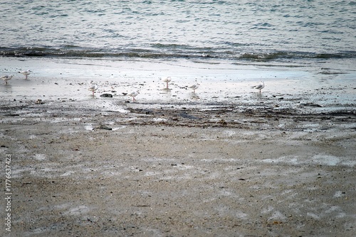 Oiseaux sur la plage .
