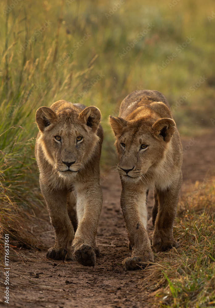 Obraz premium A pair of subadult Lions of black rock pride walking at Masai Mara, Kenya