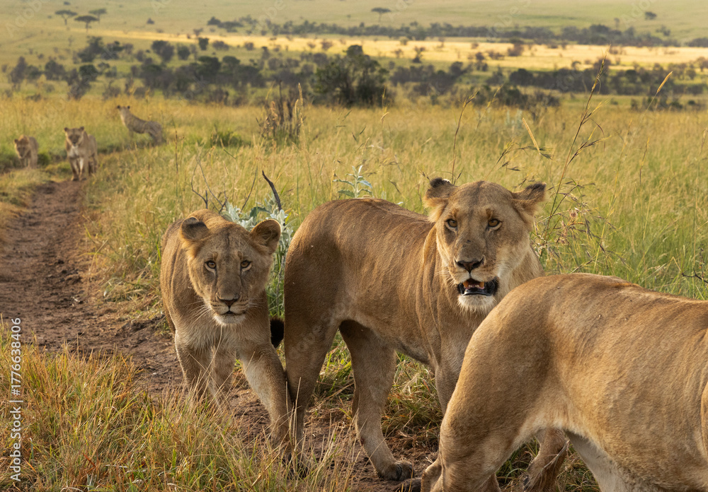 Naklejka premium Closeup of Lions of black rock pride moving in Savannah, Masai Mara, Kenya