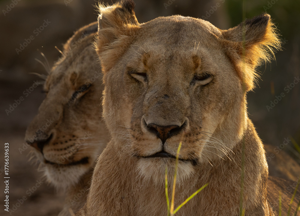 Obraz premium Portrait of a lion selective focus in front, Masai Mara, Kenya