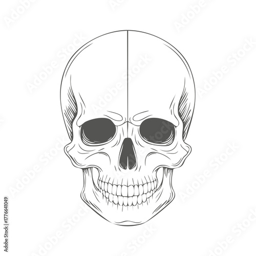 Detailed Drawing of a Human Skull with Clean Lines and Accurate Anatomy