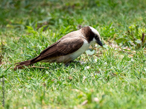 Bild auf Leinwand A white-capped shrike (Eurocephalus anguitimens), photographed in Etosha National Park