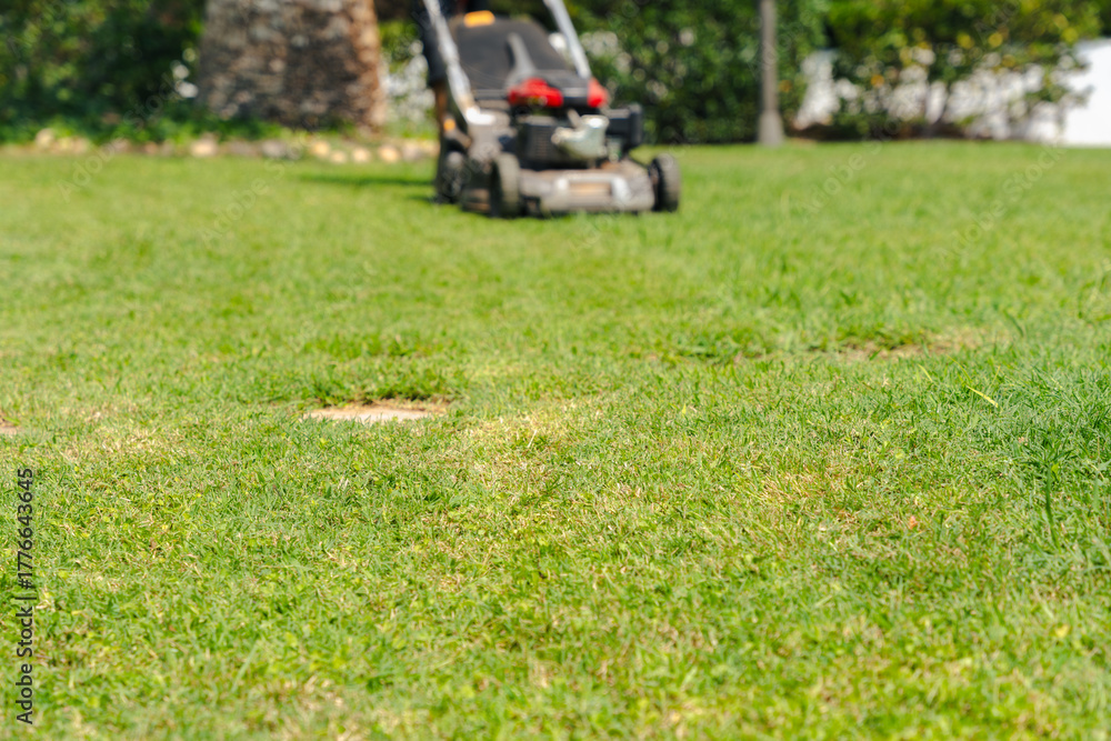 Fototapeta premium Lawn mower cutting fresh green grass in backyard garden performing outdoor landscaping maintenance seasonal yard care service with gardening equipment