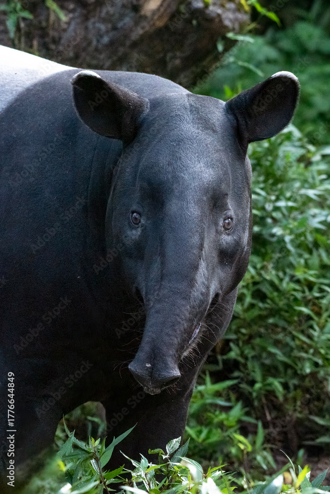 Fototapeta premium Close up portrait of a Malayan tapir (Tapirus indicus). Malayan Tapir that is the largest tapir of Asia.