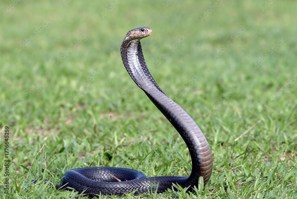 Fototapeta premium The Javan spitting cobra (Naja sputatrix), also called Indonesian cobra, javanese spitting cobra on a grassland