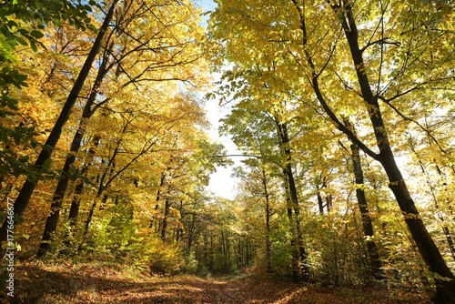 Beech trees in the orange colors of autumn