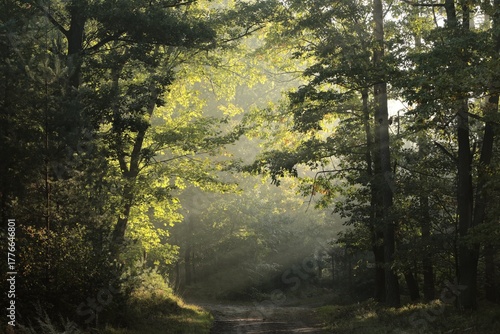 The sun's rays fall on a forest path on a foggy autumn morning