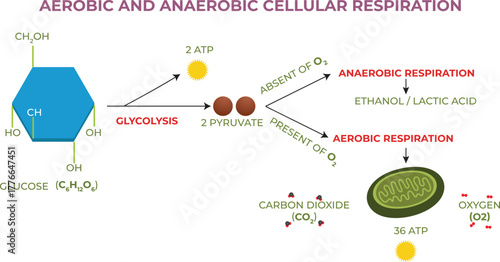 Aerobic and Anaerobic Cellular Respiration Biology Process Educational Illustration Vector