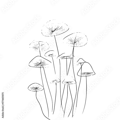 A sketch of a cluster of mushrooms with thin stems and umbrella shaped caps in black and white style
