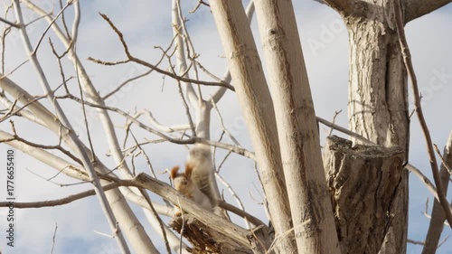 A single squirrel sits on a branch against a blue autumn sky. Strong wind ruffles its fur and tail, with the sound of blowing wind in the background. Natural wildlife scene.
