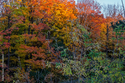 Vibrant autumn forest scene with trees and leaves of warm fall colours, including shades of orange, red, and yellow and some green foliage and branches in the foreground 