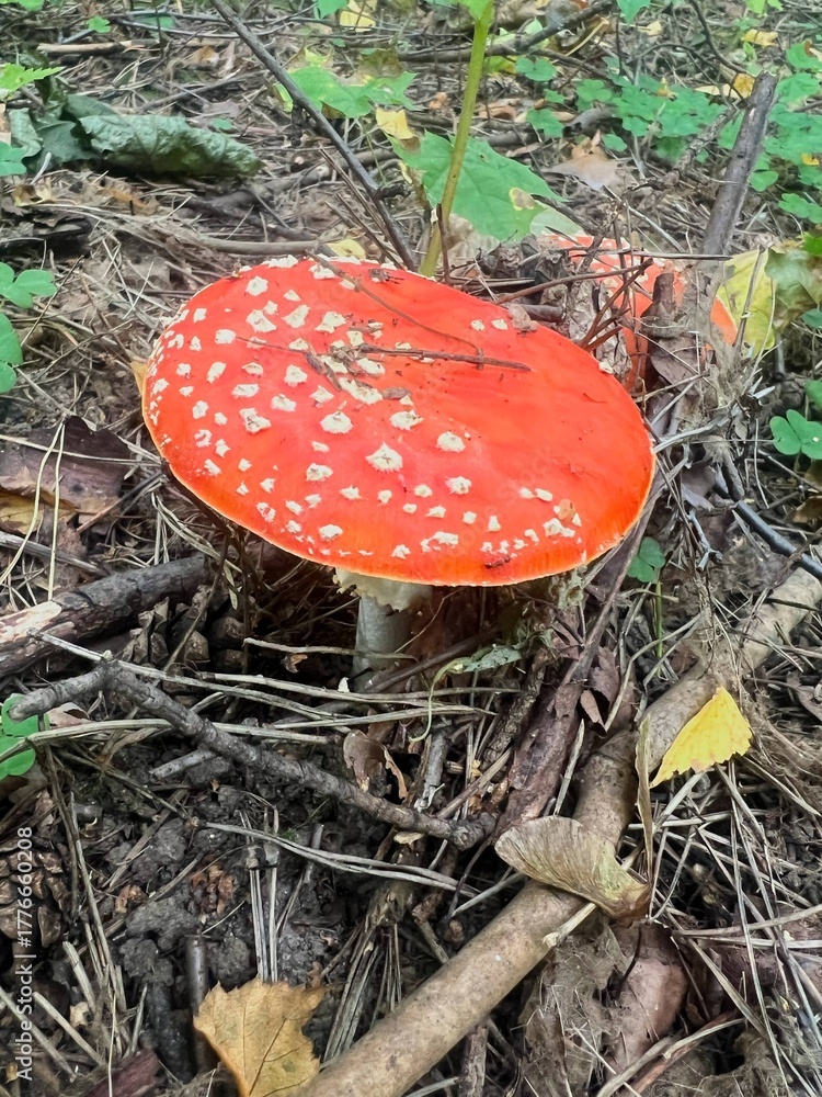 custom made wallpaper toronto digitalPoisonous mushroom fly agaric grows in the forest