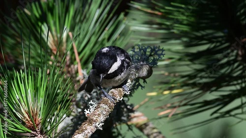 Tannenmeise - rufend und singend // singing Coal tit (Periparus ater / Parus ater)