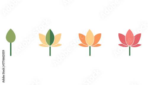 vector flat lotus flower development stages – bud to bloom