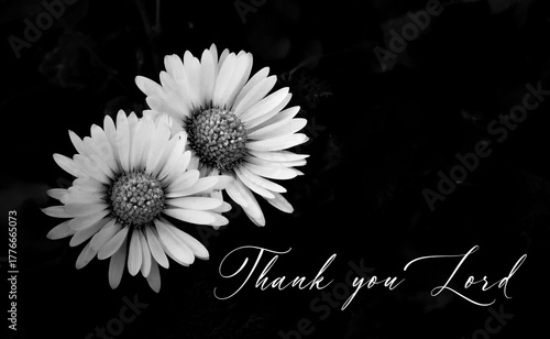 Thank you Lord - thank you note with white daisy on dark background, appreciation card, religion background