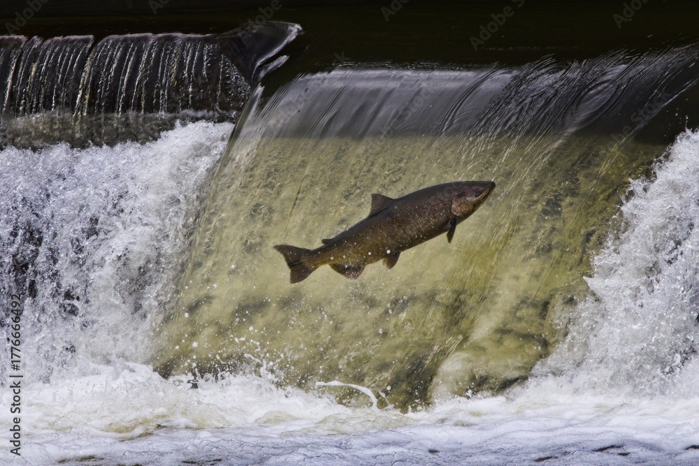 Fototapeta premium Salmon jumping over a waterfall