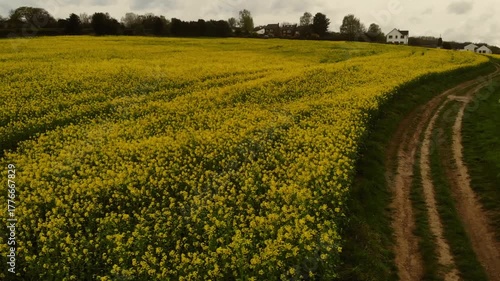 Track road through rapeseed fields in British countryside drone aerial 