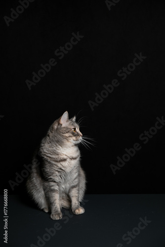A cat poses against a black background. A kitten's game.