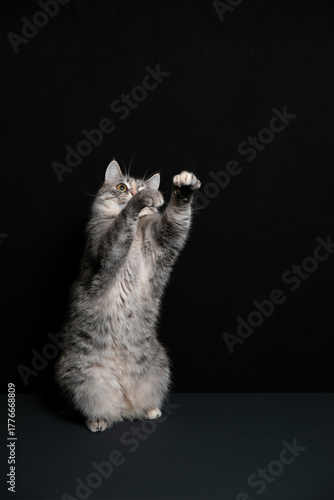 A cat poses against a black background. A kitten's game.