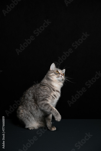 A cat poses against a black background. A kitten's game.
