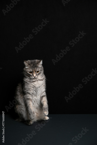A cat poses against a black background. A kitten's game.