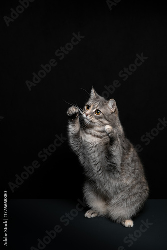 A cat poses against a black background. A kitten's game.