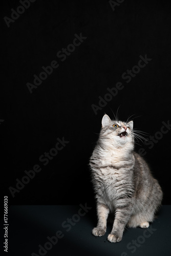 A cat poses against a black background. A kitten's game.