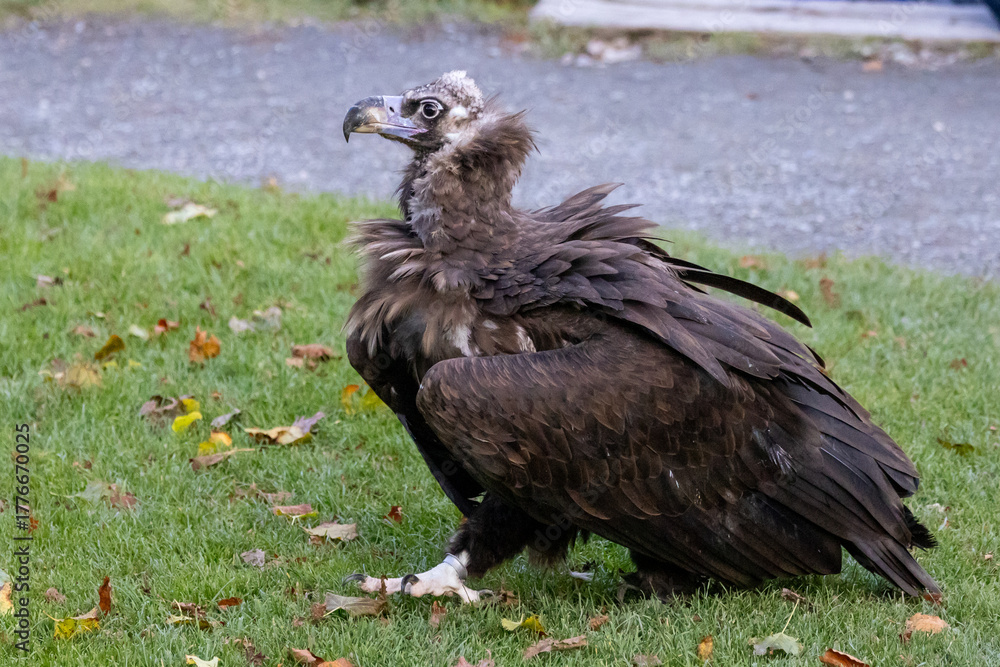 Fototapeta premium Photowalk - Hohenwerfen Castle - Falconry Austria - October 30, 2025