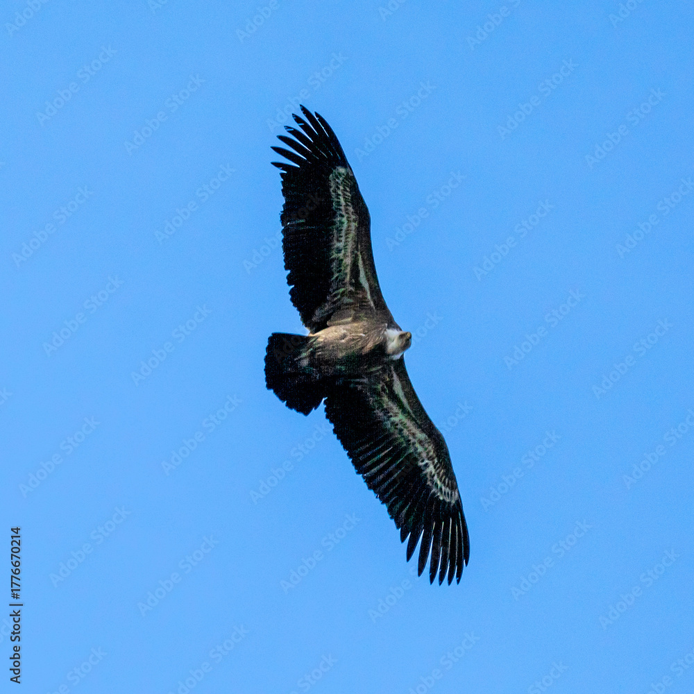 Fototapeta premium Photowalk - Hohenwerfen Castle - Falconry Austria - October 30, 2025
