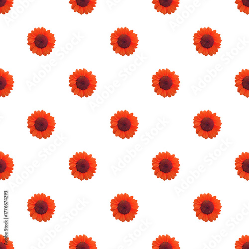 Seamless Pattern of Red Orange Sunflowers Isolated on Transparent Background, PNG file
