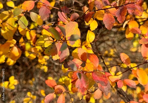 autumn leaves background