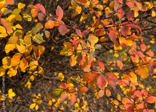 autumn leaves background