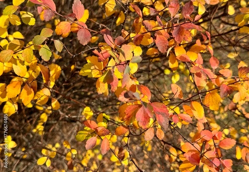 autumn leaves background 