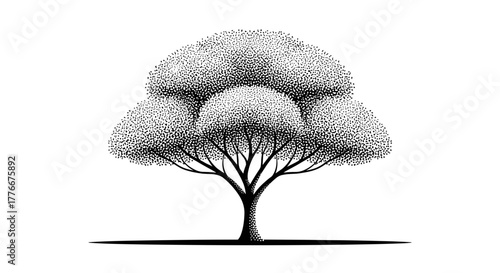 Simple Tree Illustration: A detailed monochrome illustration of a solitary tree. Its trunk rises steadily to support a full, rounded crown.