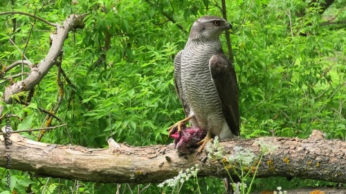 red tailed hawk perched on a branch