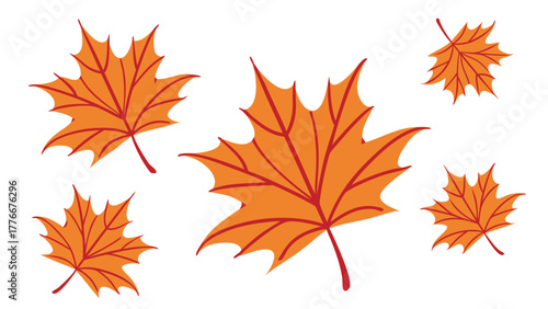 Autumn Maple Leaf Illustrations Grouped for Seasonal Fall Graphic Designs