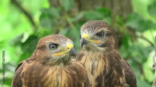 A close-up of young buzzard chicks