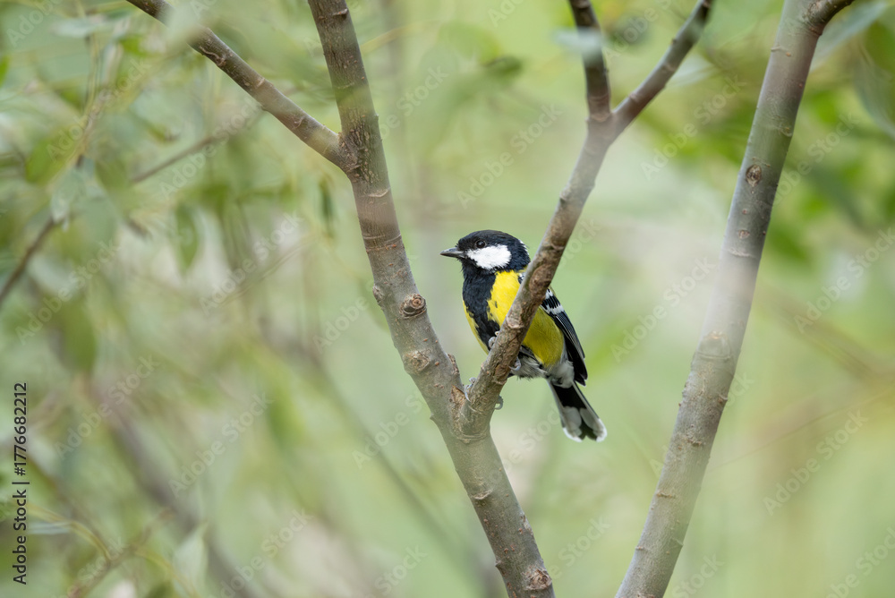Fototapeta premium A vibrant Green-backed Tit (Parus monticolus) is captured perched among the lush green leaves and branches of a forest. Its striking plumage stands out against the foliage.